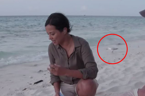 Seagull seems to grab child sea turtle amid live BBC program