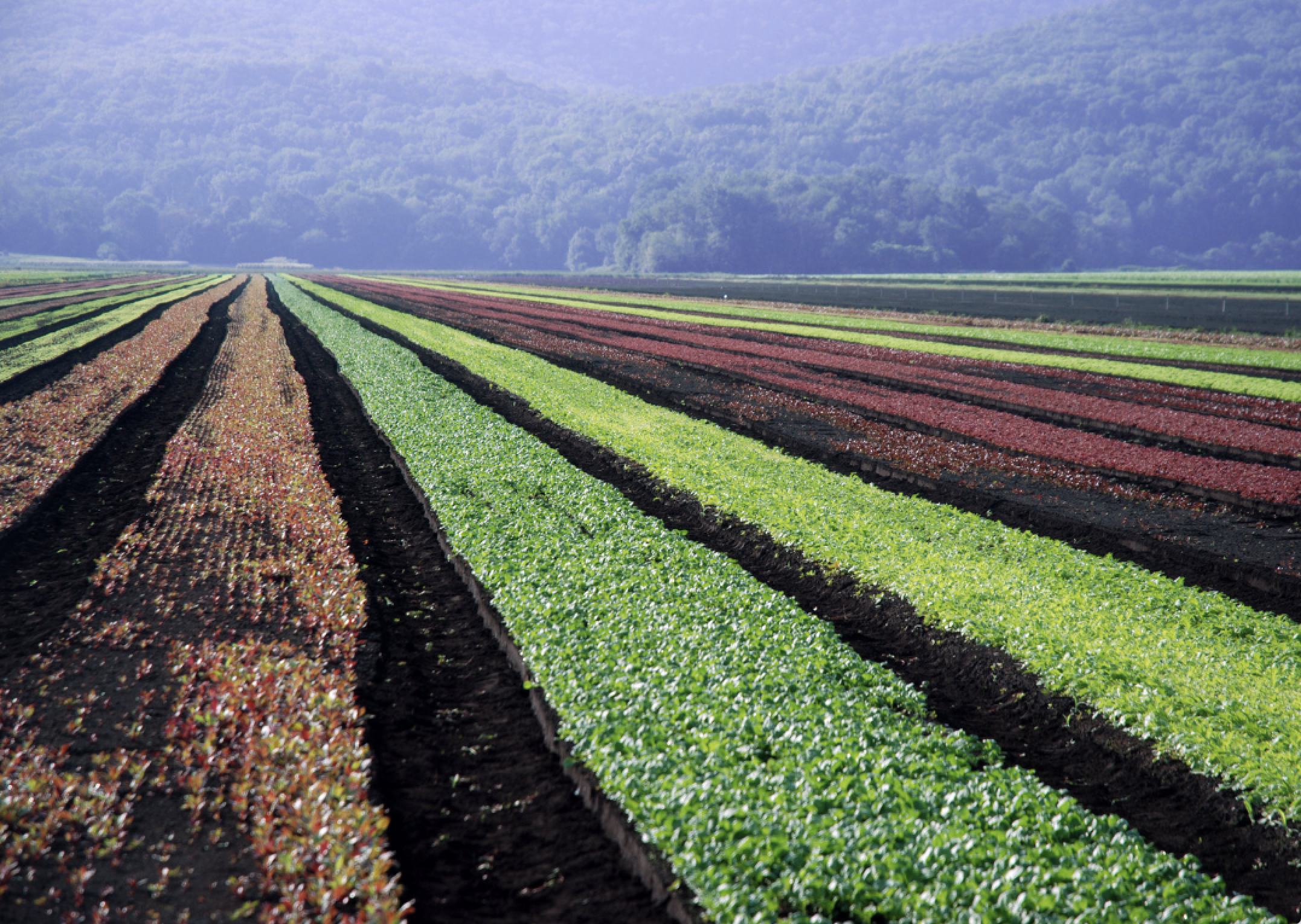 Nearly no of it is use for growing food. Hawaii has a large amount of agricultural farm.