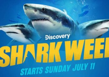 Dates, times, and live stream of Shark Week 2022 on Discovery