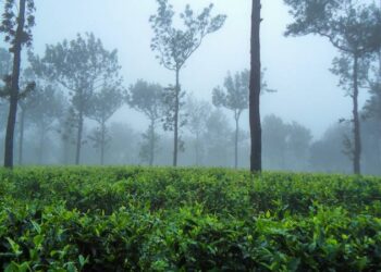 Top 10 best tourist places to visit in Kerala