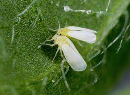 Several plant genes are acquired by a pest insect