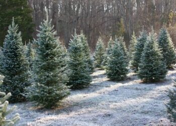 These Chicago-area Christmas tree farms are still open for business this year